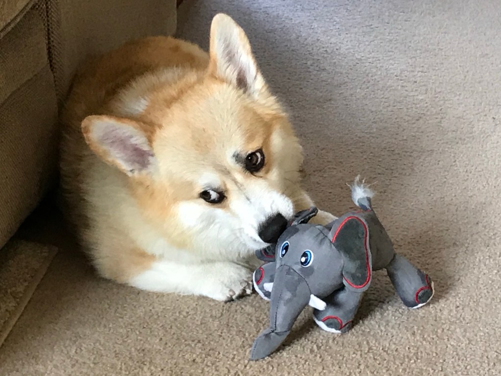 IT’S MONDAY…CORGIS ANYONE?