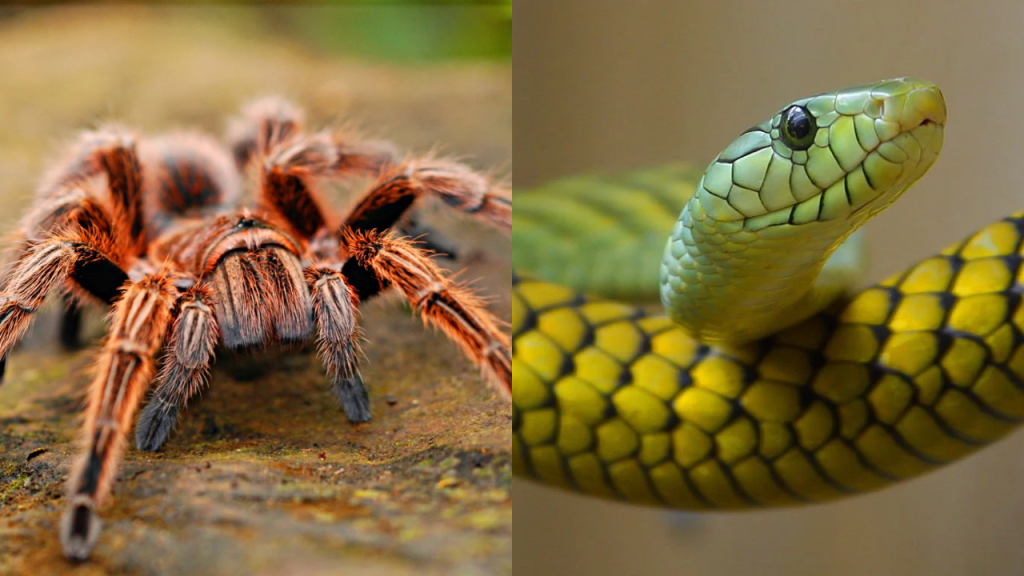 I DON’T LIKE SPIDERS AND&nbsp;SNAKES