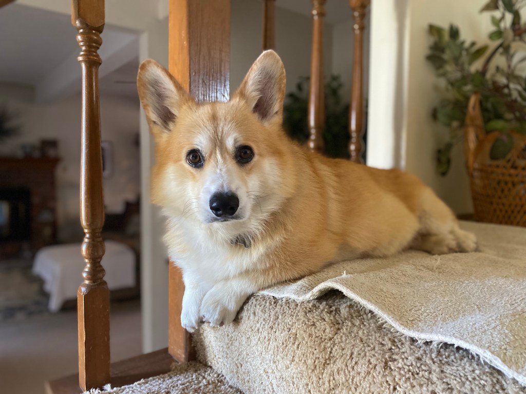 AN ADOPTION STORY (An Encore&nbsp;Post)