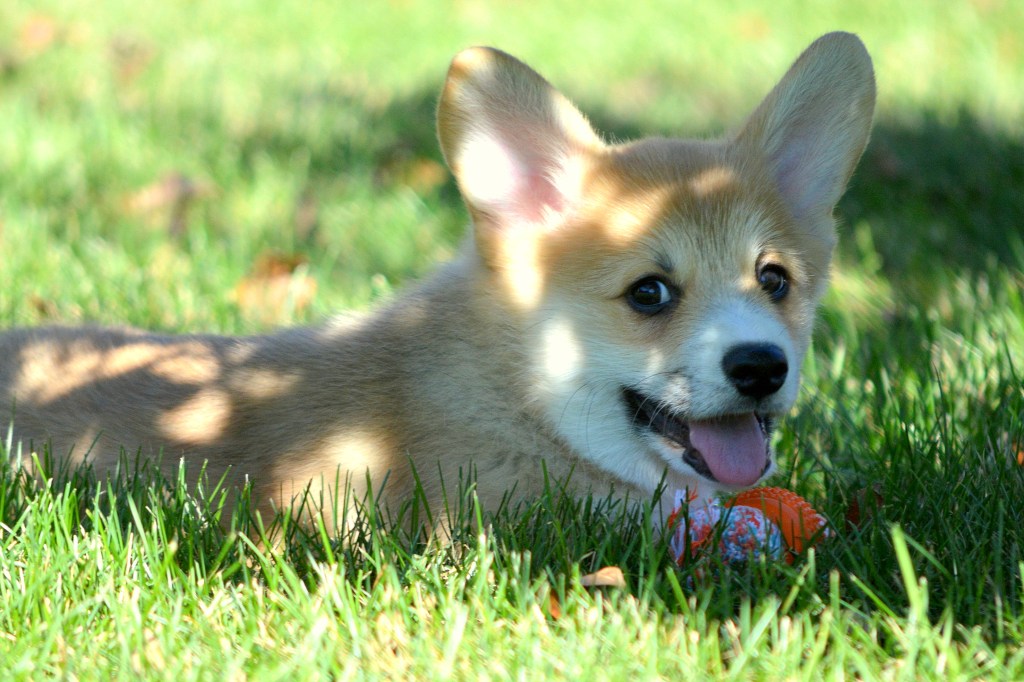 SNIFFLES, SCRATCHES, AND SUMMERTIME: HELPING YOUR DOG CONQUER ALLERGY&nbsp;SEASON